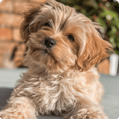 Dogs in Florida