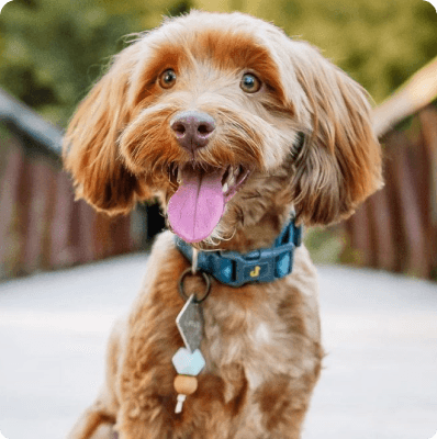 Dogs in Oregon