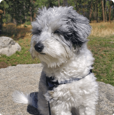 Dogs in Delaware