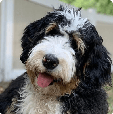 Dogs in Pennsylvania