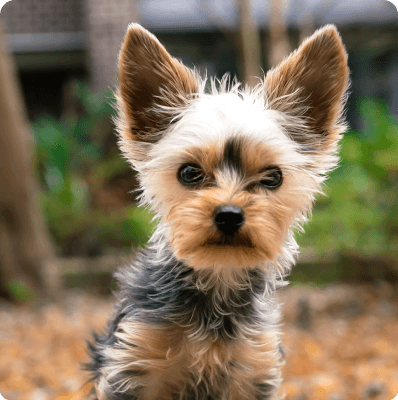 Dogs in Arizona
