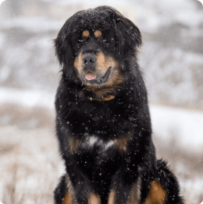 Dogs in Connecticut