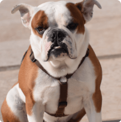 Dogs in Arizona
