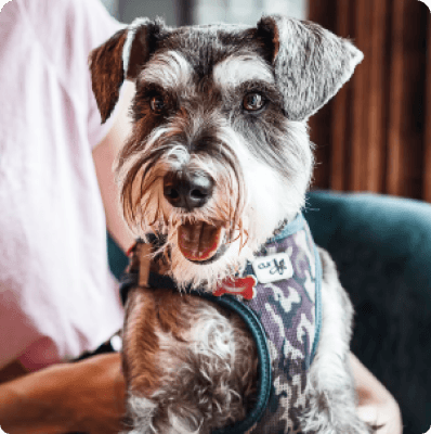 Dogs in Oregon