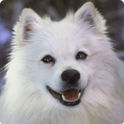 Dogs in Alaska