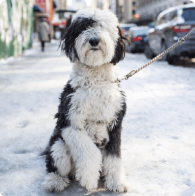 Dogs in Prince Edward Island