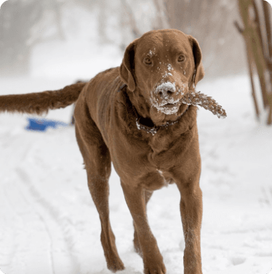 Dogs in Oregon