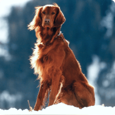 Dogs in Prince Edward Island
