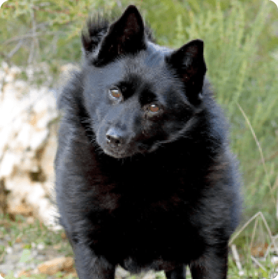 Dogs in Oregon