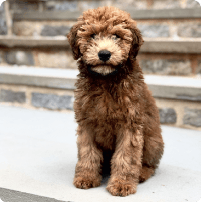 Dogs in Connecticut