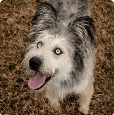 Dogs in Connecticut