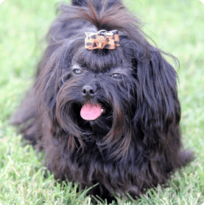 Dogs in Prince Edward Island