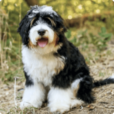 Dogs in Idaho