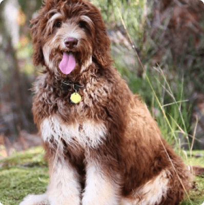 Dogs in Oregon