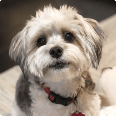 Dogs in Prince Edward Island