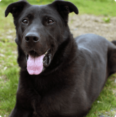 Dogs in Oregon
