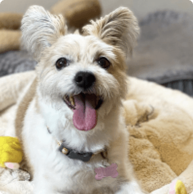 Dogs in Connecticut