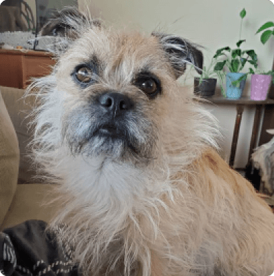 Dogs in Prince Edward Island