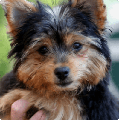 Dogs in Alaska