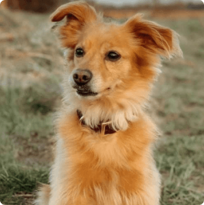 Dogs in Delaware