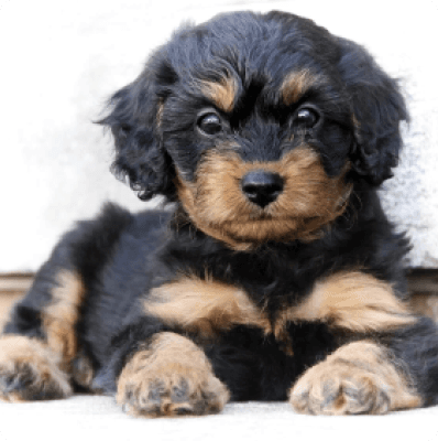 Dogs in Connecticut