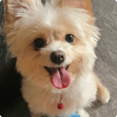 Dogs in Connecticut