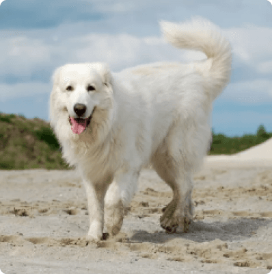 Dogs in Connecticut