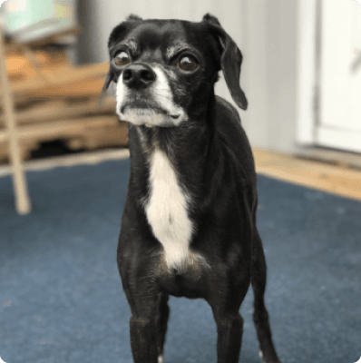Dogs in Oregon