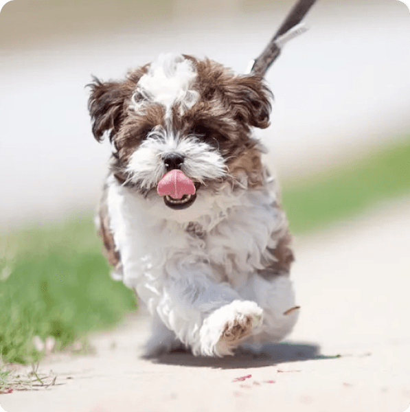 Dogs in Prince Edward Island