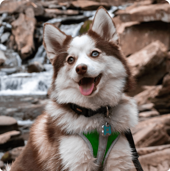 Dogs in Connecticut