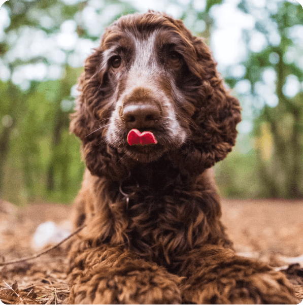 Dogs in Oregon
