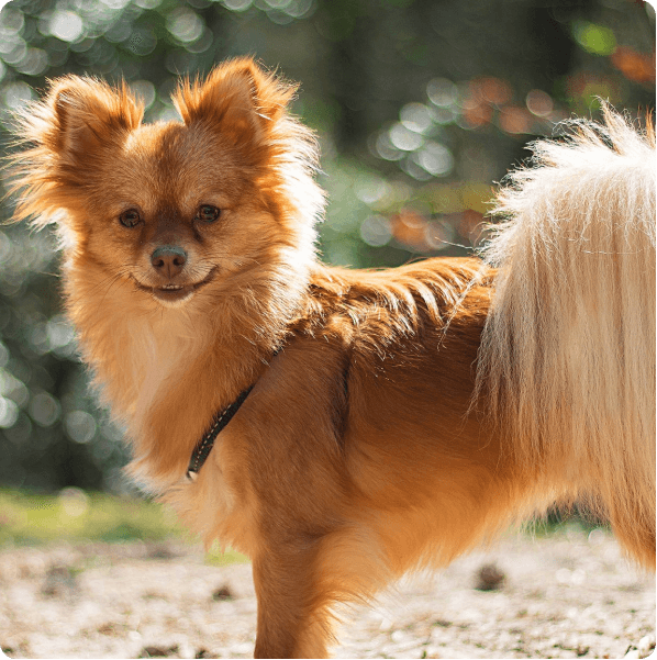 Dogs in Oregon