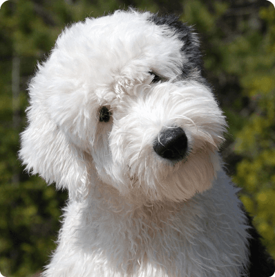Dogs in Colorado