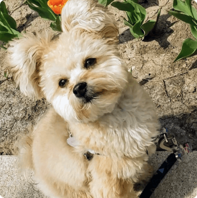 Dogs in Colorado