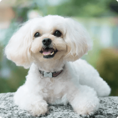 Dogs in Connecticut