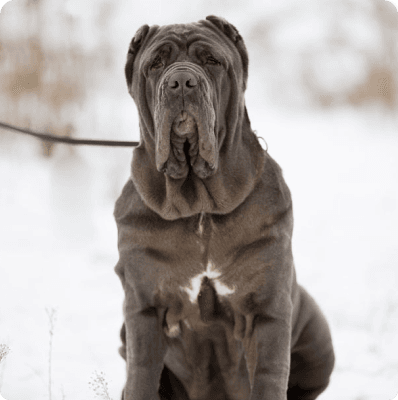 Dogs in Oregon
