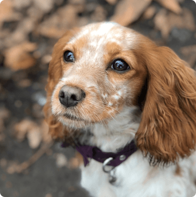 Dogs in Idaho