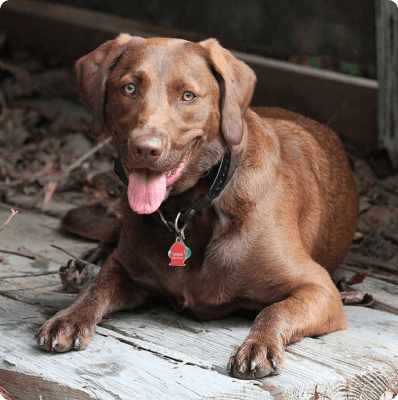 Dogs in Oregon