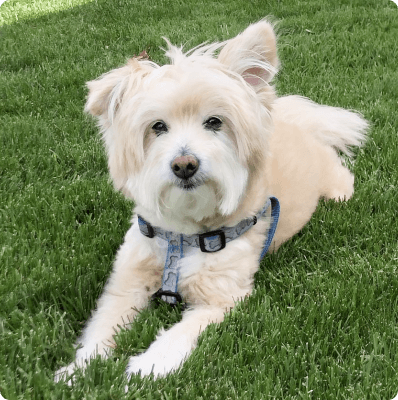 Dogs in Idaho