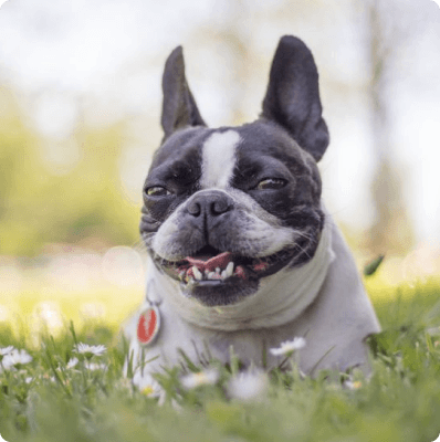 Dogs in Oregon