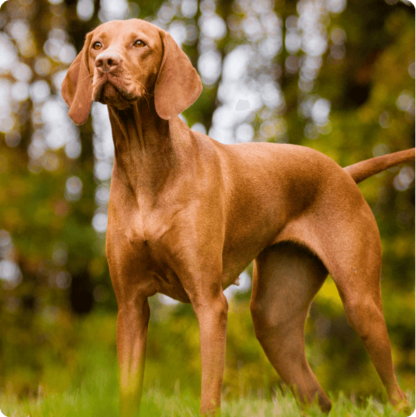 Dogs in Connecticut