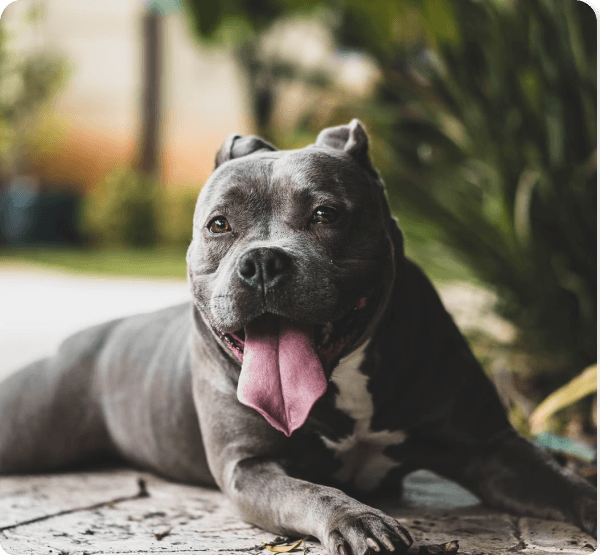 Dogs in Connecticut