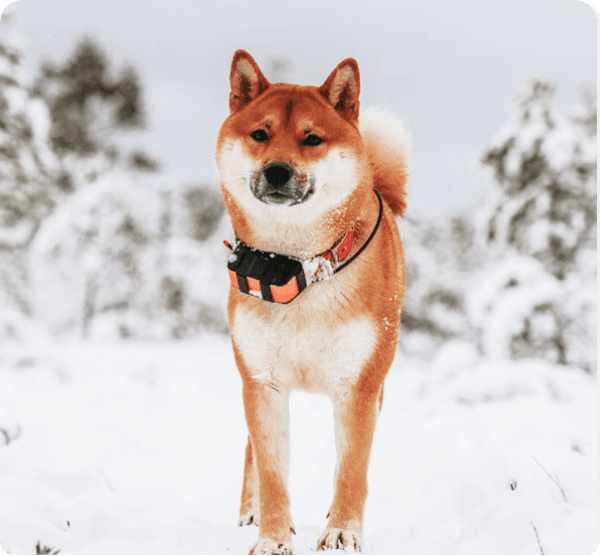 Dogs in Iowa