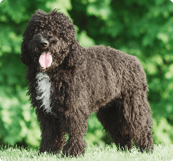 Dogs in Connecticut