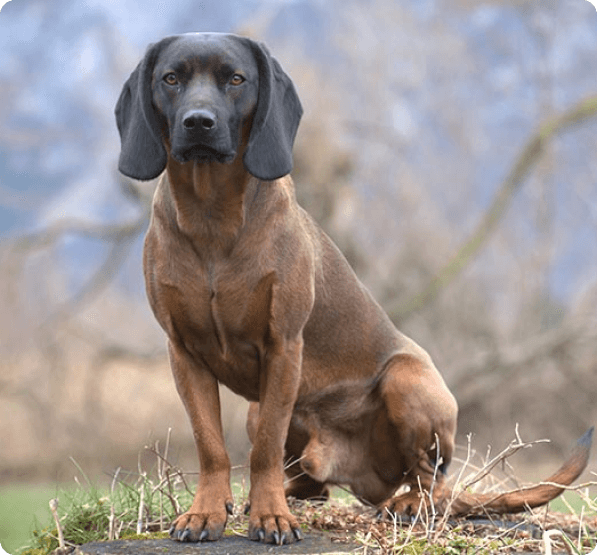 Dogs in Oregon
