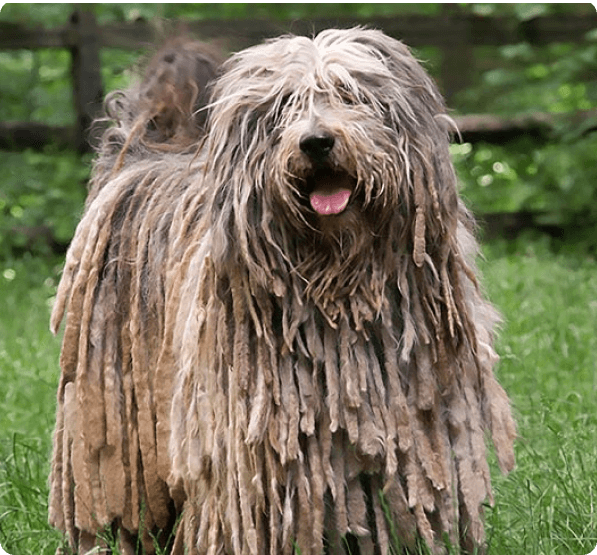 Dogs in Arizona