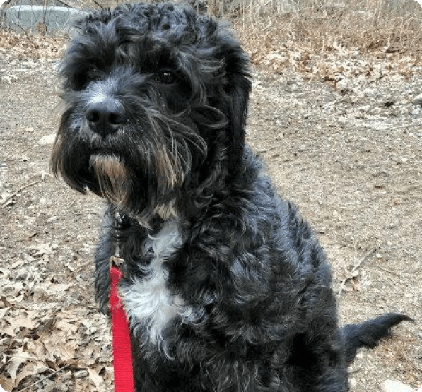 Dogs in Connecticut