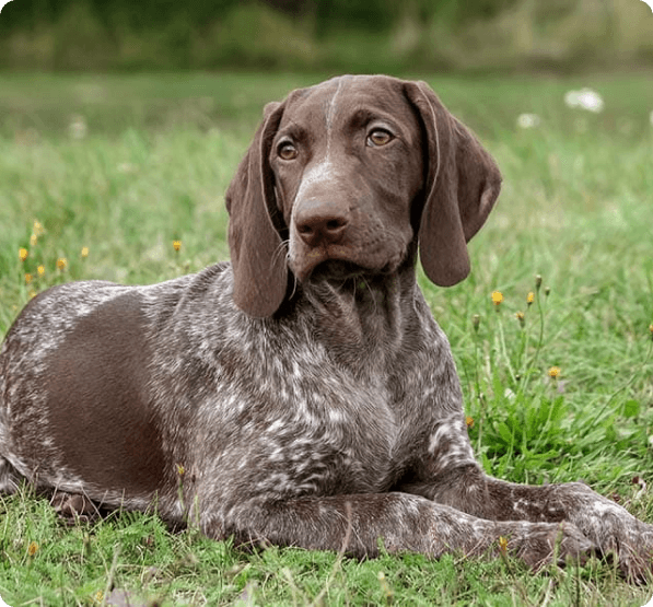 Dogs in Connecticut