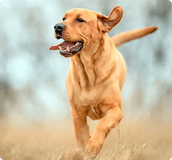 Dogs in Connecticut