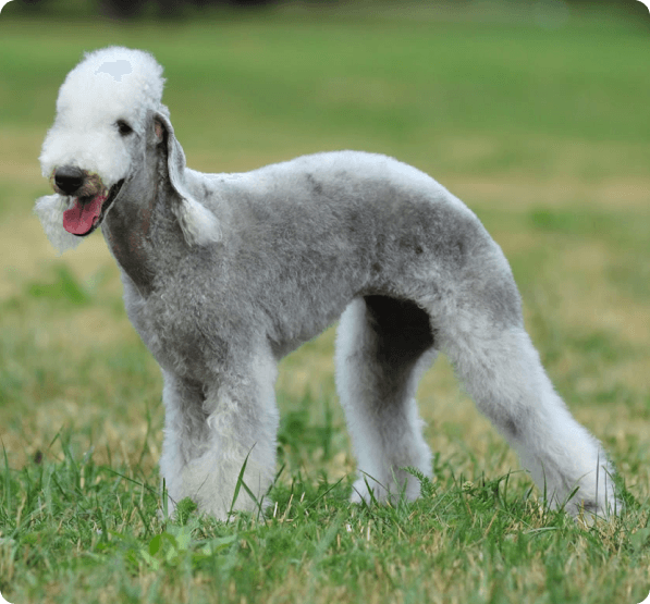 Dogs in Oregon